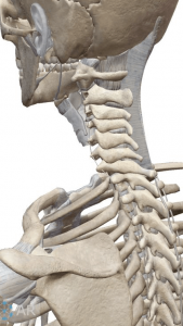 椎間関節 5 -６、 6- 7