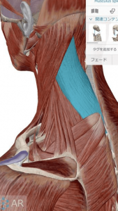 頭板状筋をめくる