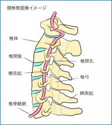 頚椎側面像イメージ